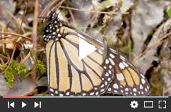 Mariposa Monarca