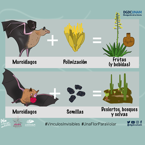 Murciélagos polinizadores