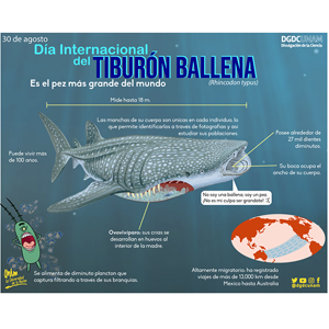 Tiburón ballena