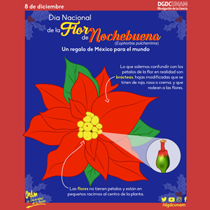 Flor de nochebuena