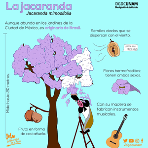 La Jacaranda