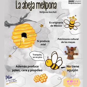 Abeja Melipona