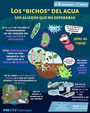 Los bichos del agua