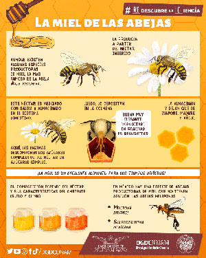 La miel de las abejas