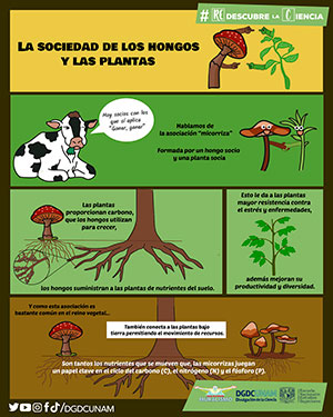 La sociedad de los hongos y las plantas