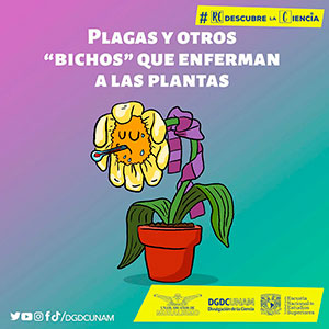 Plagas y otros bichos que enferman a las plantas