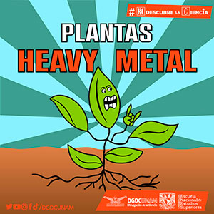 Plantas heavy metal