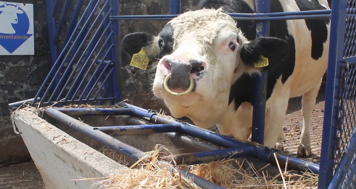 ¿Cómo comer carne afecta al medio ambiente?