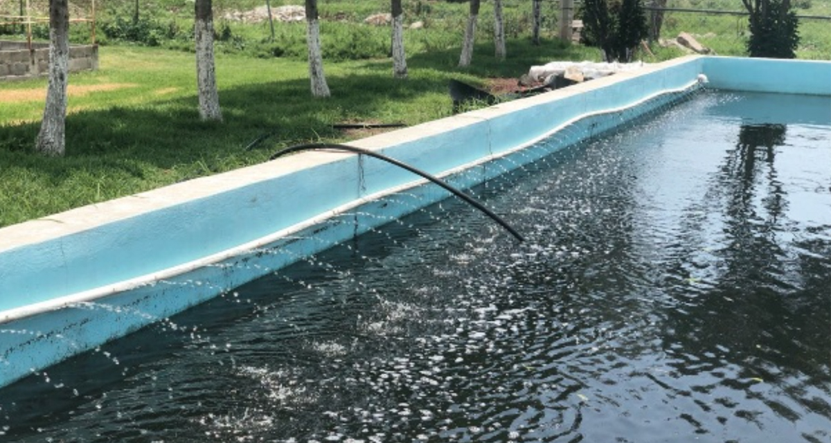 Del desagüe a la cancha: la ruta verde del agua negra