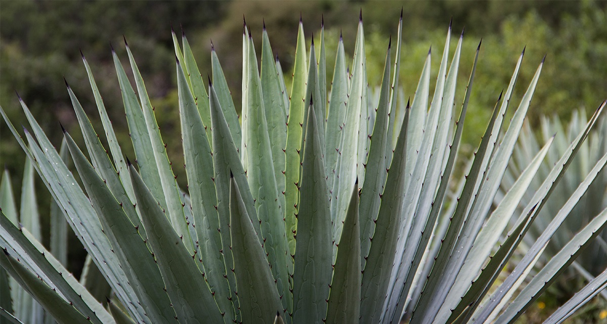 Dios del mezcal: clonación del agave